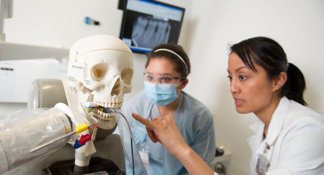 Dental Hygiene students looking at skull